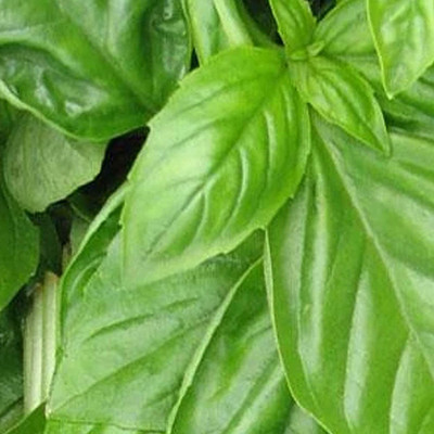 CYBEXIS TLX-75 - Genovese Basil - (4500 Seeds) Seed(4500 per packet)