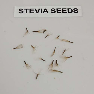 WILLVINE Stevia Seed(200 per packet)