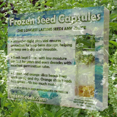 Biosnyg Genovese Basil (Ocimum basilicum) Culinary Herb 10gm Seeds Seed(10 g)