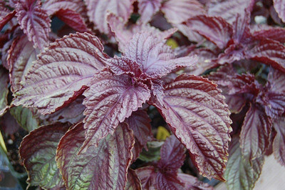 VibeX Basil, Seed(100 per packet)