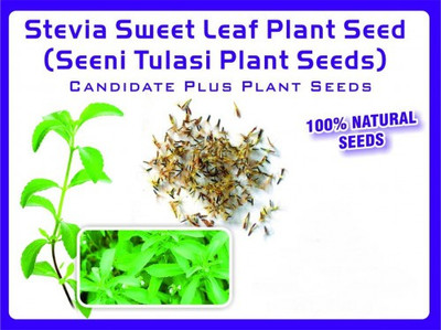 VibeX Stevia Seed(50 per packet)