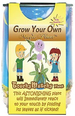 VibeX Touch Me Not Plant Seeds - Mimosa Pudica Seed(100 per packet)