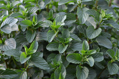 VibeX BASIL MINT, ASSURED to grow, CULINARY HERB Seed(100 per packet)