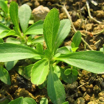 VibeX Stevia Seed(100 per packet)