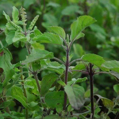 VibeX Krishna Tulsi Seed(5 per packet)