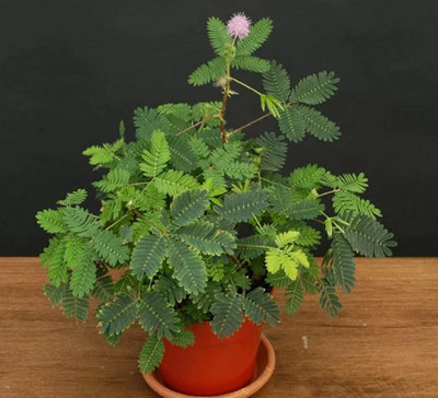 VibeX Mimosa Pudica, Touch me not, Chui mui Seed(100 per packet)