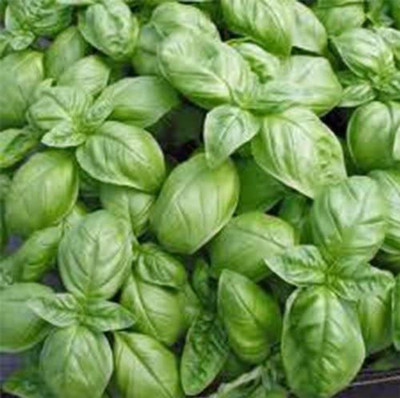 VibeX PAU-28 - Sweet Basil Genovese Ocimum Basilicum - (4500 Seeds) Seed(4500 per packet)