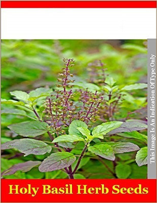 VibeX Krishna Tulsi Seed(5 per packet)
