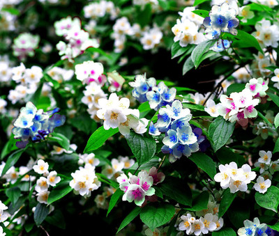 WILLVINE Rare Climbing Plants Multicolored Jasmine Seeds Beautiful Flowers Seed(100 per packet)