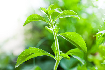 VibeX Stevia Seed(50 per packet)