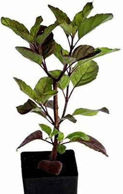 VibeX Van Tulsi Seed(5 per packet)