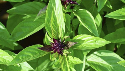 VibeX Licorice Basil Seeds - Non-GMO - A Strong, flavorful Variety of Basil. Seed(100 per packet)