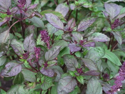 VibeX BASIL Seed(100 per packet)