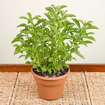 WILLVINE Stevia rebaudiana sweetleaf Seed(500 per packet)