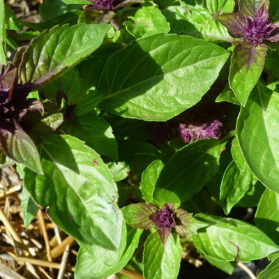 VibeX Basil Seed(50 per packet)