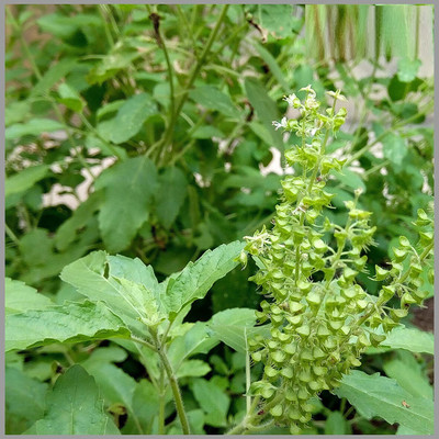 VibeX Kapoor Tulsi Seed(500 per packet)
