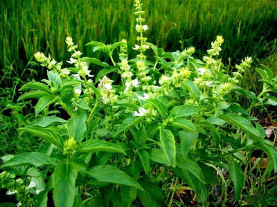 WILLVINE Stevia Seed(200 per packet)