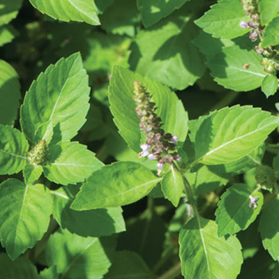 WILLVINE Basil Seed(200 per packet)