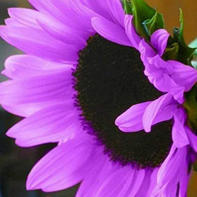VibeX Sunflower Seed(50 per packet)