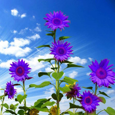 VibeX Sunflower Seed(25 per packet)