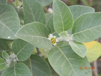 VibeX Ashwagandha Seed(5 per packet)