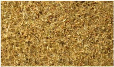 WILLVINE Stevia Seed(1000 per packet)