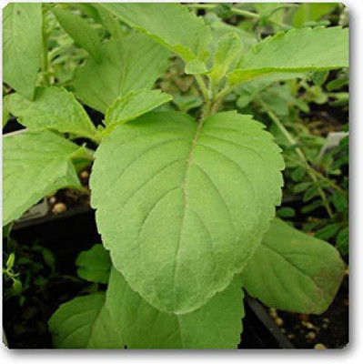 WILLVINE Tulsi Seed(500 per packet)