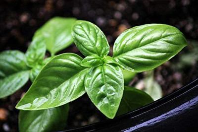 VibeX Basil Seed(500 per packet)