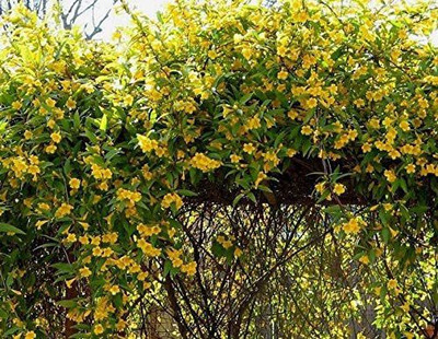 WILLVINE ™Yellow Carolina Jasmine Vine Seeds Seed(200 per packet)