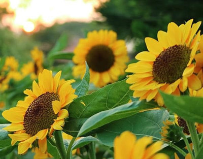 VibeX Sunflower Seed(100 per packet)