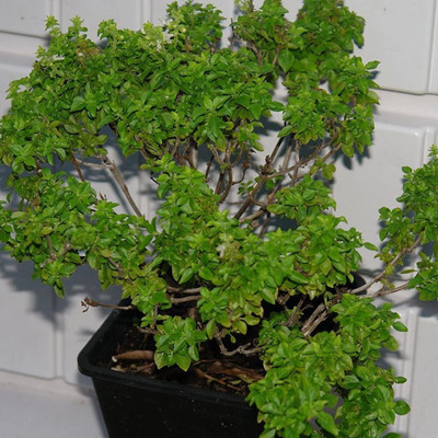 VibeX Basil Seeds Seed(100 per packet)