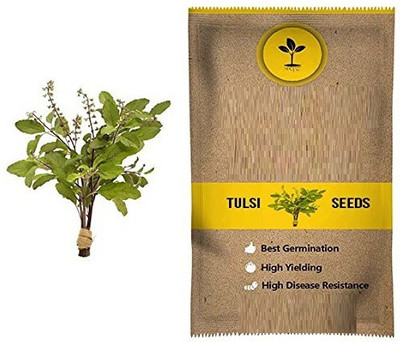 VibeX Van Tulsi Seed(250 per packet)