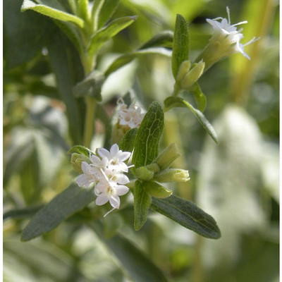 VibeX Stevia Seed(50 per packet)