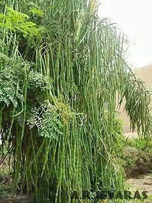 VibeX XLL-52 - The Moringa Tree - (150 Seeds) Seed(150 per packet)