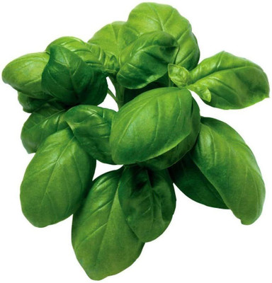 VibeX Sweet Genovese Basil Seeds Seed(100 per packet)