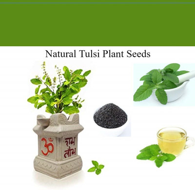 VibeX Rama Tulsi Seed(250 per packet)