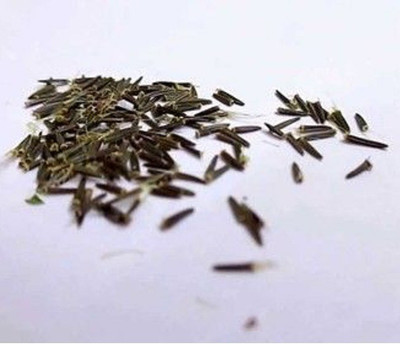 WILLVINE Stevia Seed(200 per packet)