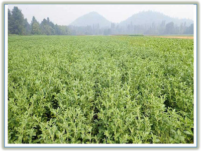 VibeX Ashwagandha Seed(1 per packet)