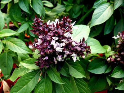 Biosnyg Russian Basil Thai Queen, Seeds of Basil from Russia 1000 Seeds Seed(1000 per packet)