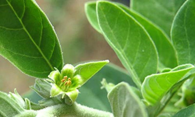 VibeX Ashwagandha Seed(1 per packet)