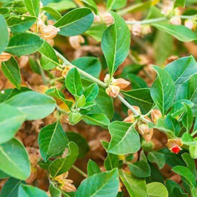 VibeX Ashwagandha Seed(250 per packet)