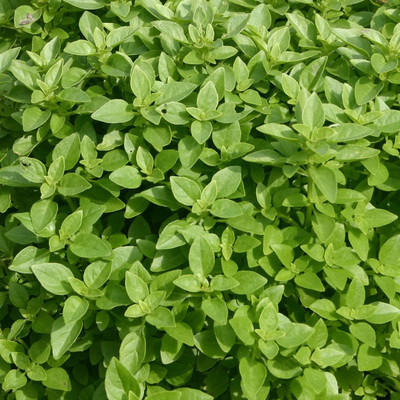 VibeX Basil Seed(500 per packet)