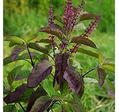 VibeX Krishna Tulsi Seed(5 per packet)