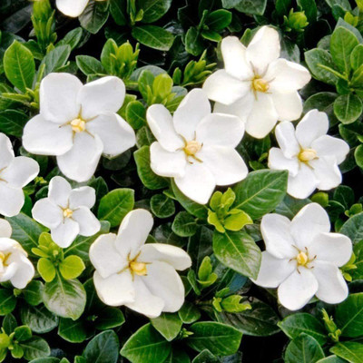 WILLVINE Jasmine Seeds White Fragrant Shrub Flowers Seed(100 per packet)