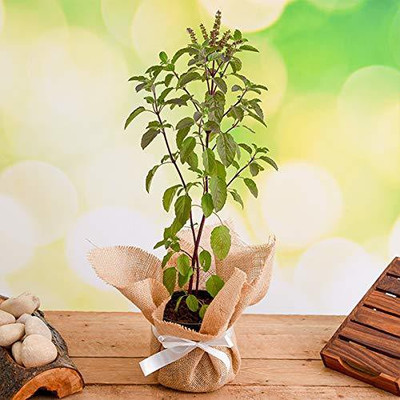 VibeX Van Tulsi Seed(500 per packet)