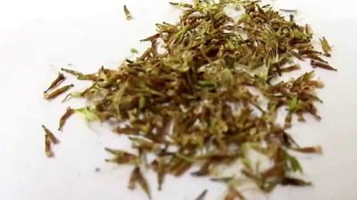 WILLVINE ™Kit Grow You Own STEVIA Seed(1000 per packet)