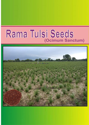 VibeX Rama Tulsi Seed(500 per packet)