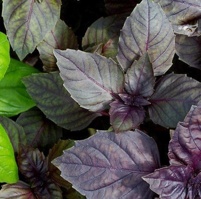 WILLVINE ™Red Rubin Basil Seeds - Non-GMO- A Beautiful Reddish-Purple herb Seed(1000 per packet)