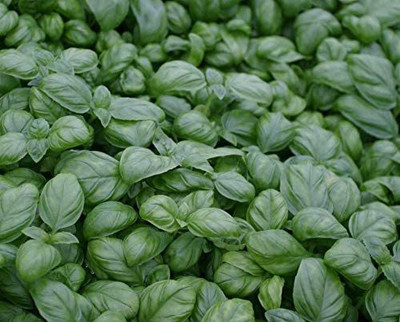 VibeX Basil Seed(500 per packet)