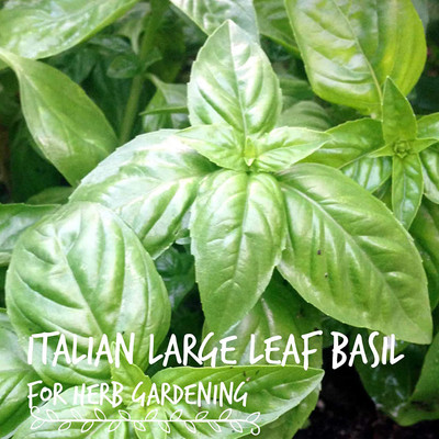 VibeX Basil Seed(50 per packet)